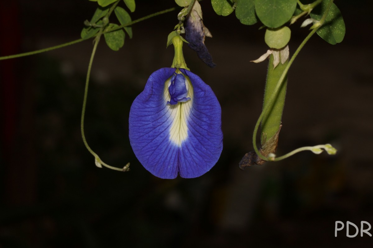 Clitoria ternatea L.